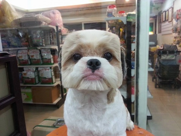 square-round-dog-haircut-taiwan-2 - M2woman