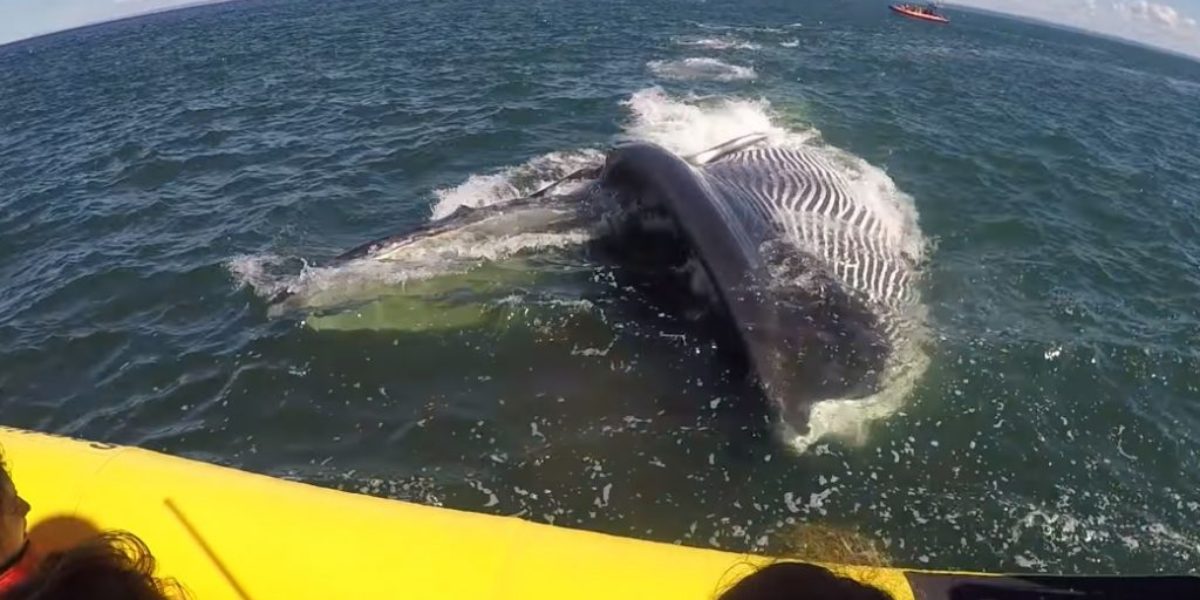 Whale-Goes-under-boat